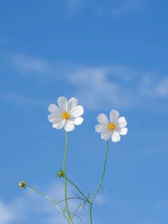 免费试读主角景宣秦筱月小说