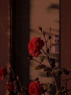 我闪婚青梅后，让我喜当爹的女友悔疯了完整版免费阅读，顾寻夏映雪江潮钟瑶小说大结局在哪看